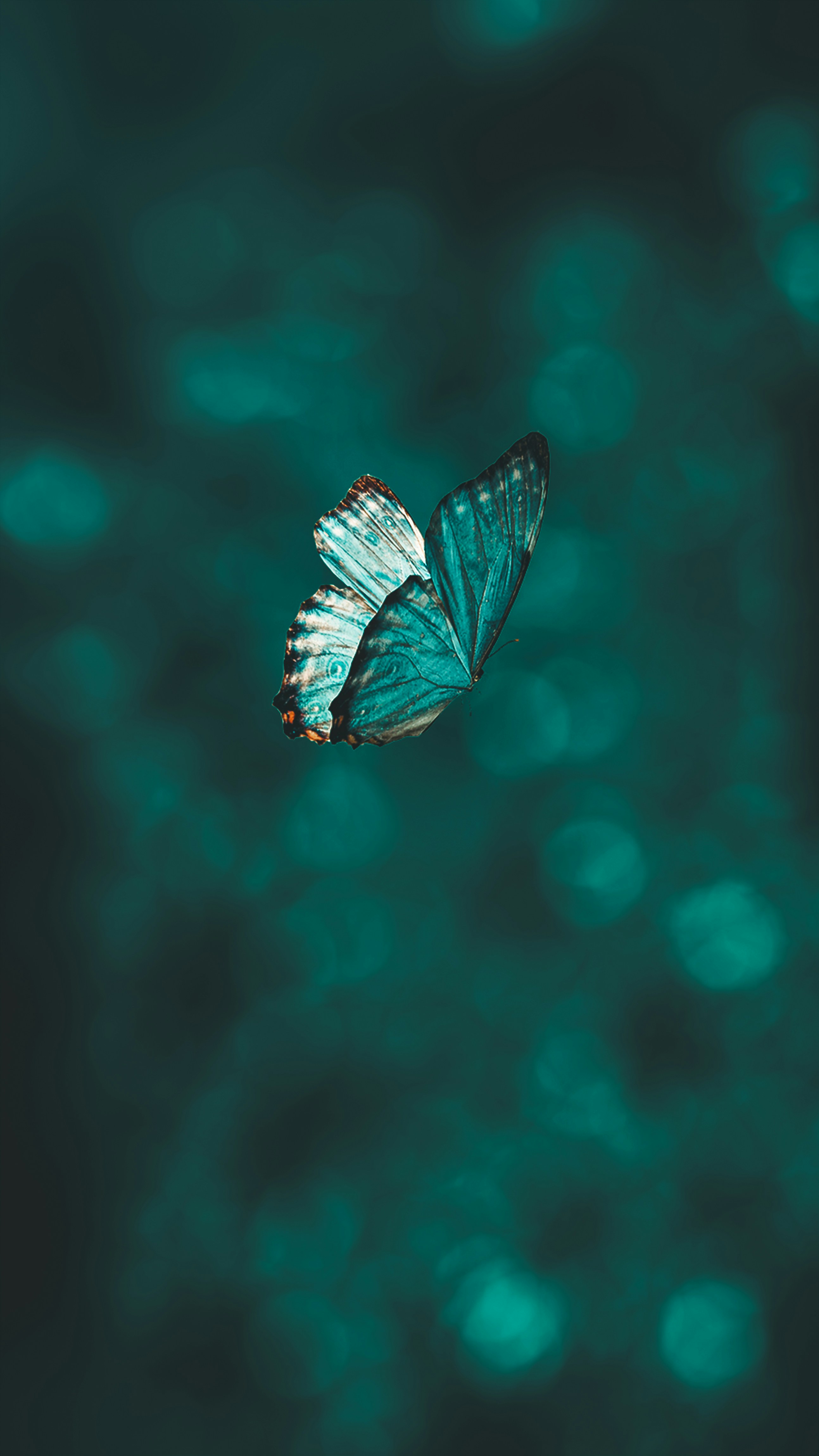 A beautiful butterfly with blue and turquoise wings against a blurred dark background.